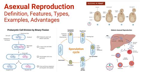 Asexual Reproduction: Features, Types, Examples