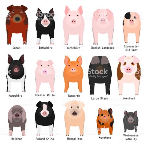 pigs chart with breeds name | Pig breeds, Pet pigs, Domestic pig