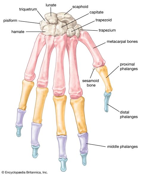 Hand | Definition, Anatomy, Bones, Diagram, & Facts | Britannica