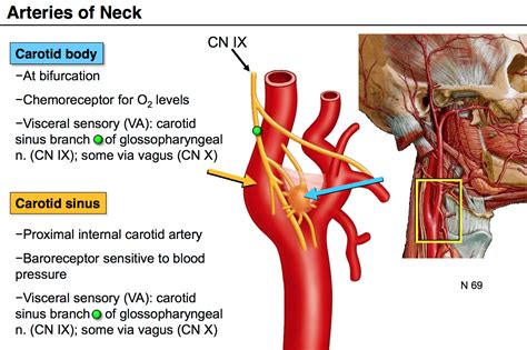 Image result for carotid body | Internal carotid artery, Carotid artery ...