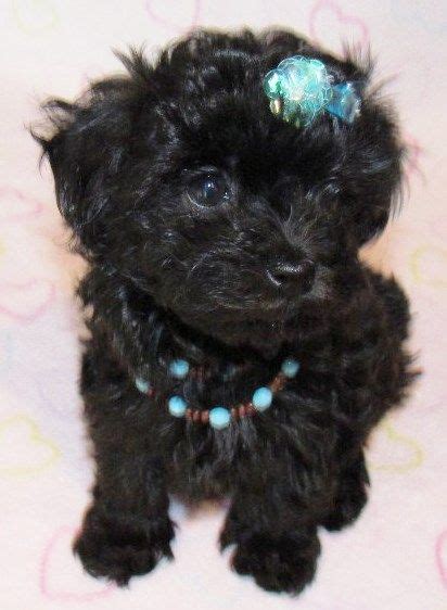 Black Miniature Maltese Poodle - Miadam Hagen