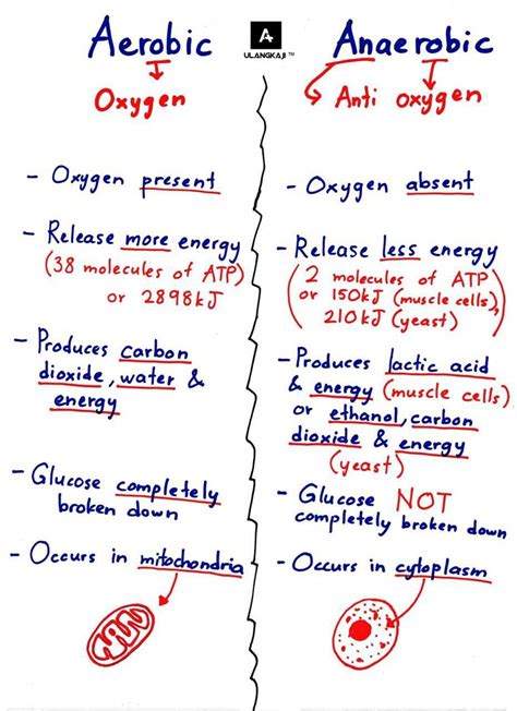 Aerobic vs Anaerobic Bacteria Cellular Respiration - StudyPK