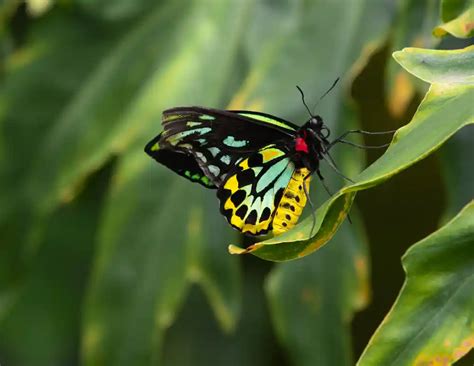 Queen Alexandra's Birdwing Butterfly: Identification, Facts, & Pictures