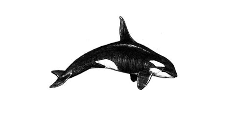 How to draw a killer whale (orca) with pencil step-by-step tutorial.