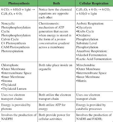 Plant Phys: relationship between photosynthesis and cellular respiation