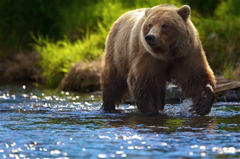 animals, Bears, River Wallpapers HD / Desktop and Mobile Backgrounds