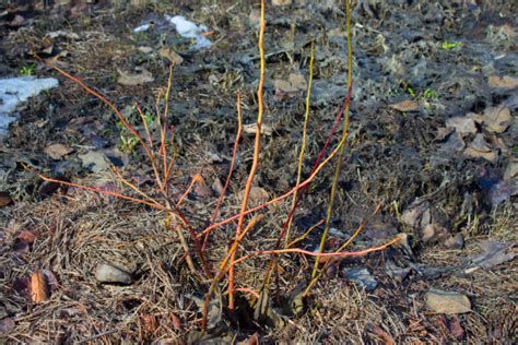 How & When to Prune Blueberry Bushes for Bountiful Berries Every Year