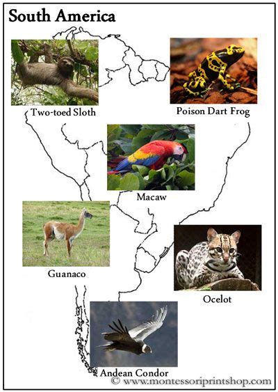 Animals of the Continents - Animals and map outlines for each of the 7 ...