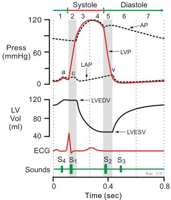 Cardiac cycle: ECG - OpenAnesthesia