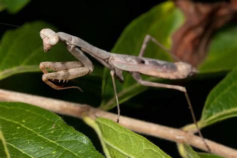 Do Praying Mantis Change Color? : 7 Interesting Facts – Pet Brilliant.com