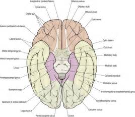 Neuroanatomy – MistryLand