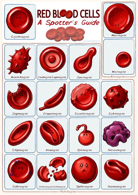 Blood Cells