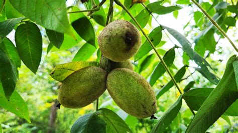 The Butternut Tree – A Total Guide To This Nut-Producing Tree – GrowIt ...