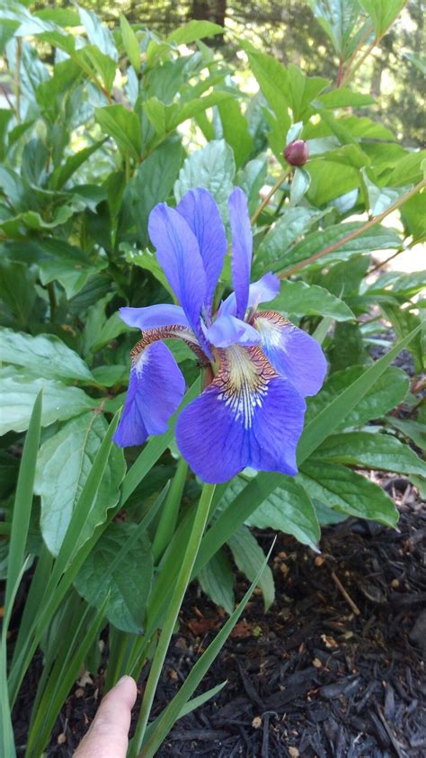 Siberian Iris | Garden plants, Plants, Amazing gardens