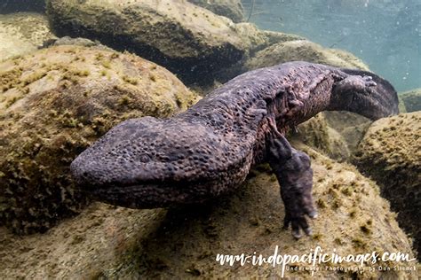 The Japanese Giant Salamander - Quite Unique | Indopacificimages