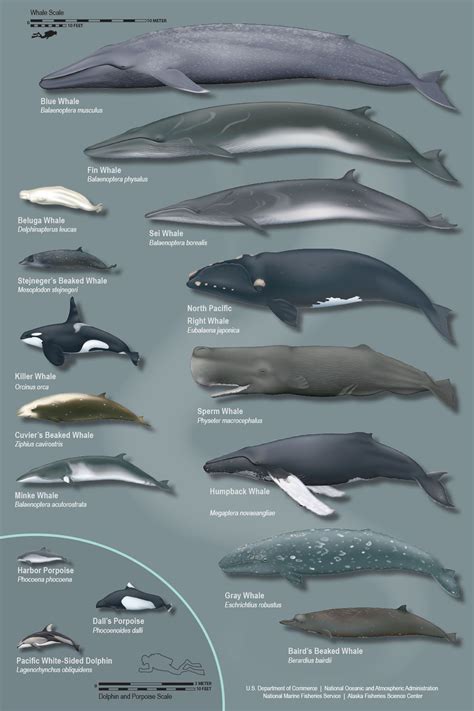 Pin by Painted Sea on Nautical Ect | Whale species, Whale, Types of whales