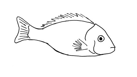 Line drawing of a fish | Flickr - Photo Sharing!