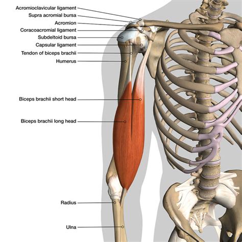 Long head of biceps tendon - Ultrasound Guided Injections