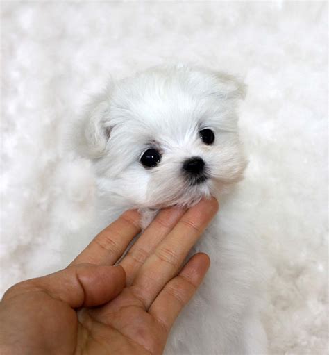 Tiny Teacup Maltese Puppy! | iHeartTeacups