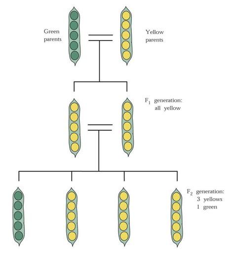 3 Principles of Mendelian Genetics | by The Human Origin Project | Medium