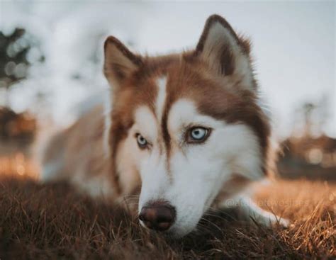 Dog Breed Information: Just how rare is the Red Husky? - K9 Web