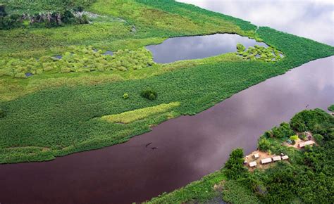 Political turmoil in DRC puts Congo basin rainforest in the crosshairs