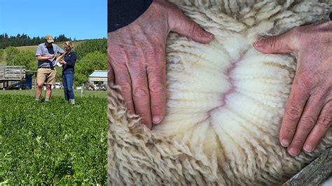 Wool News: How nutrition improves wool quality | PGG Wrightson