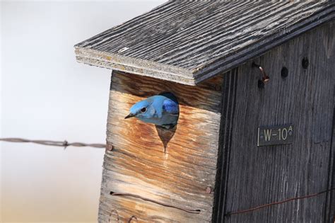 How far from top should hole be on Mountain Bluebird Nest Box ...