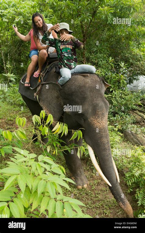 Sumatra Sumatran elephant Indonesia endangered Stock Photo - Alamy