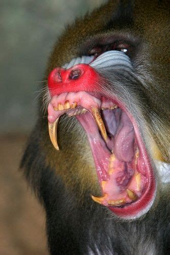 Mandrill Teeth - Why Do Mandrills Have Big Teeth? - Primates Park