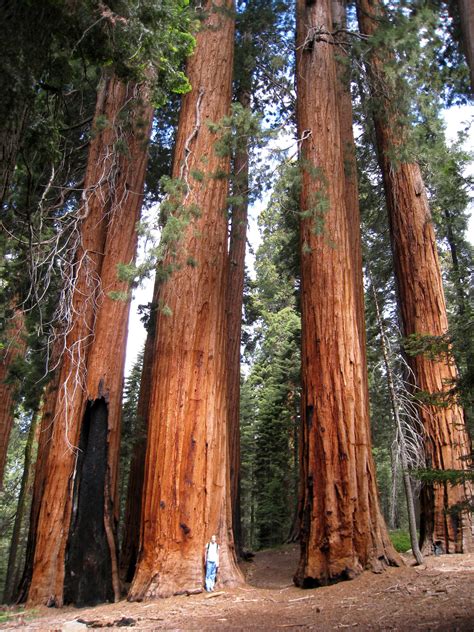 sequoias | Redwood tree, Sequoia tree, Giant tree