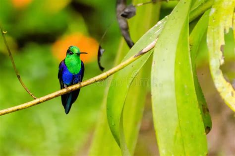 Hummingbird stock image. Image of rainforest, moist, palm - 40951259