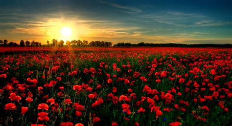 Aesthetic Red Flower Field Wallpapers - Wallpaper Cave