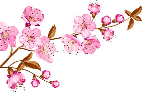 Pink Spring Blossom Transparent PNG | PNG Mart