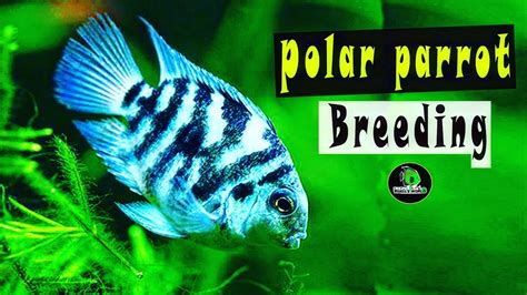 how to breed polar parrot cichlid fish in bengali ? step by step ...