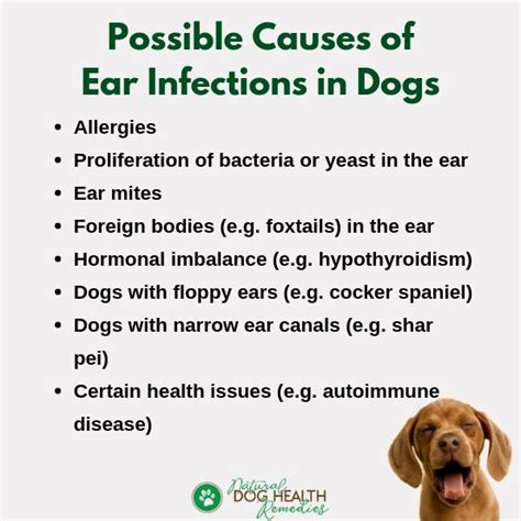 Outer Ear Infection in Dogs| Symptoms, Causes & Treatment