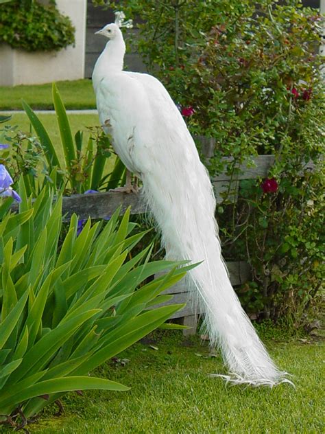 The White Peacock | Pure White Peacock in Arcadia, Californi ...