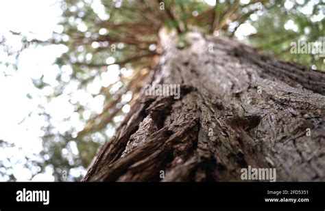 Cedar tree bark Stock Videos & Footage - HD and 4K Video Clips - Alamy