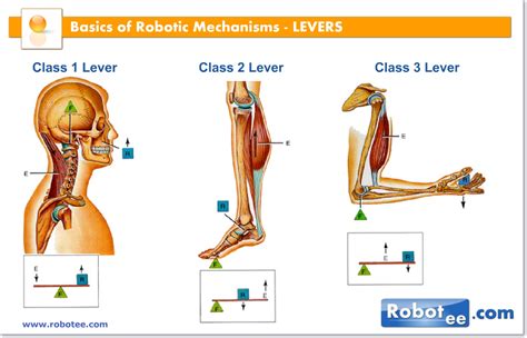 Levers In The Human Body Worksheet