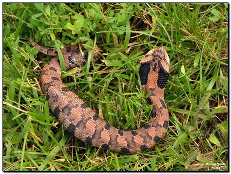 Nature in the Ozarks: Eastern Hognose Snake (Heterondon platirhinos)