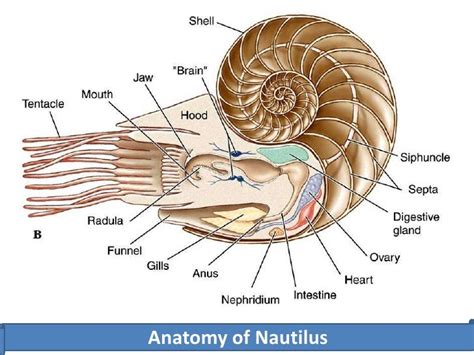 Mollusc Anatomy - Anatomical Charts & Posters