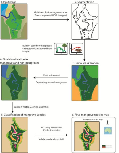 Everything About Wood: Mangrove Species Identification: Comparing ...