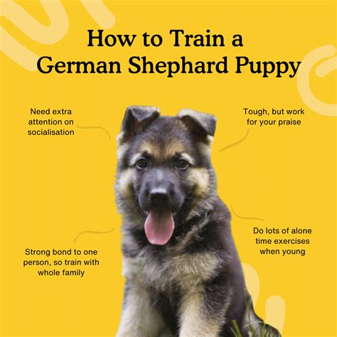 How to train a German Shepherd puppy – the ultimate guide — Zigzag ...