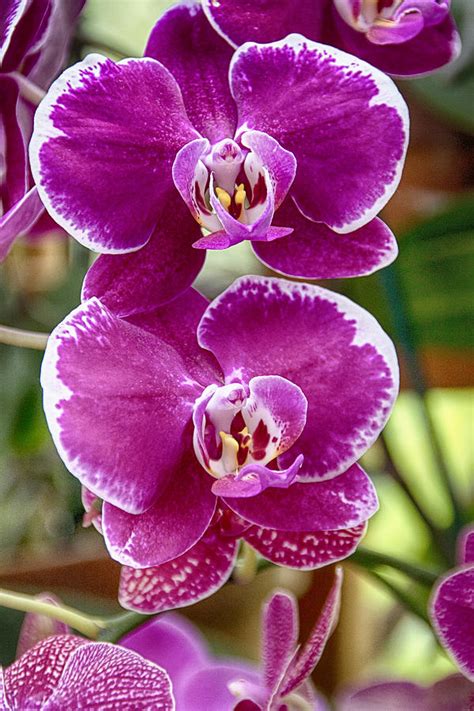 Atlanta Botanical Garden Orchids V4 Photograph by Douglas Barnard