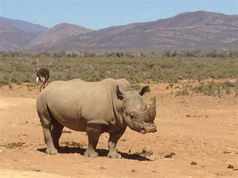 Wild Animals - SAHARA DESERT ANIMALS - National Geographic HD | Desert ...