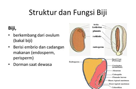 Struktur Biji Monokotil Dan Dikotil – bintangutama69.github.io