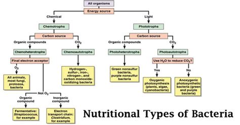 Classification of Bacteria on the basis of Nutrition