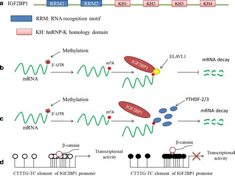 Insulin-like growth factor 2 mRNA-binding protein 1 (IGF2BP1) in cancer ...