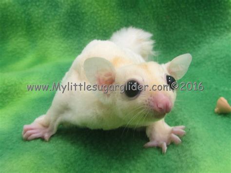 Leucistic | My Little Sugar Glider