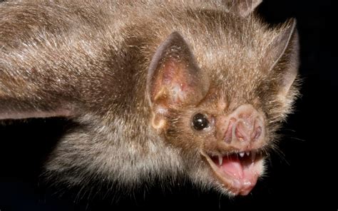 Vampire Bats Feeding On Humans